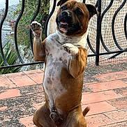 U'Diaz a rejoint le concours — aidez-le/la à gagner de superbes lots ! dog, pet, standing, trick, outdoor, patio, tile_floor, brown_fur, white_chest, happy, playful, canine, animal, fence, greenery, ears, tail, paws, tongue, sunlight