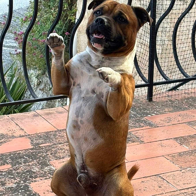U'Diaz a rejoint le concours — aidez-le/la à gagner de superbes lots ! animal, brown_fur, canine, dog, ears, fence, greenery, happy, outdoor, patio, paws, pet, playful, standing, sunlight, tail, tile_floor, tongue, trick, white_chest