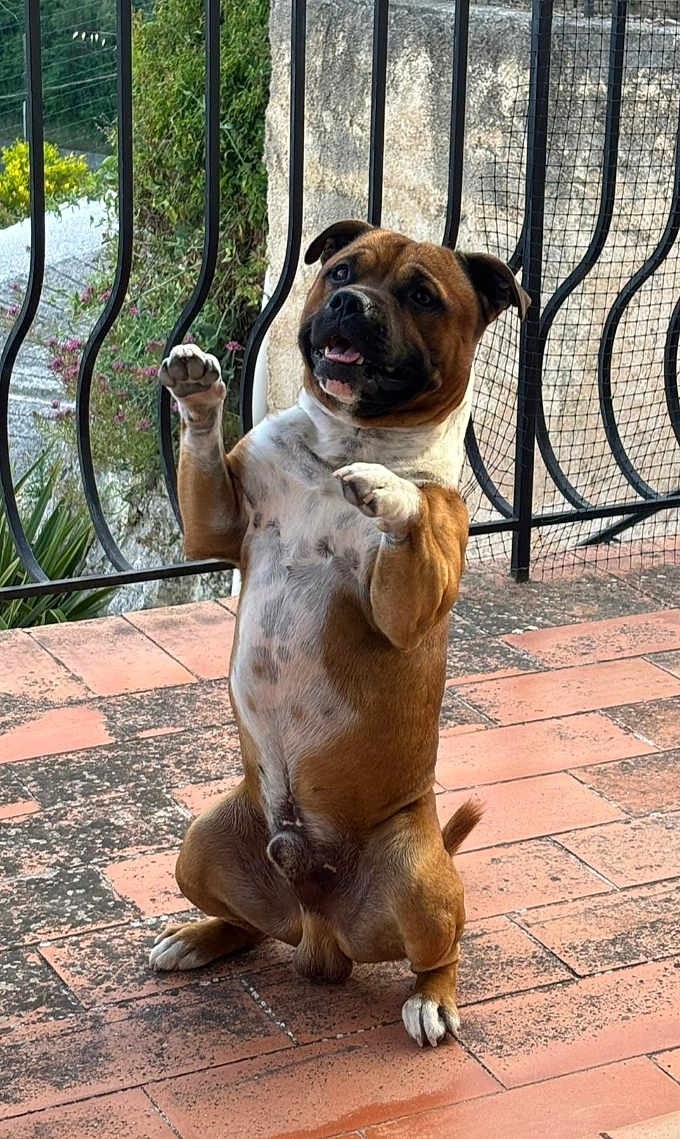 U'Diaz a rejoint le concours — aidez-le/la à gagner de superbes lots ! dog, pet, standing, trick, outdoor, patio, tile_floor, brown_fur, white_chest, happy, playful, canine, animal, fence, greenery, ears, tail, paws, tongue, sunlight