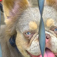 Suge is registered to the contest to win money with this photo: dog, close_up, metal_bars, tongue_out, blue_eyes, pet, animal, furry, playful, face, ears, collar, nose, mouth, outdoor, looking, canine, expression, cage, fence