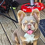 Suge is registered to the contest to win money with this photo: dog, puppy, tongue_out, ears, wooden_floor, coca_cola, red, smiling, pet, animal, sitting, cute, outdoor, playful, small_dog, fur, collar, happy, tongue, face