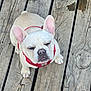Papi is registered to the contest to win money with this photo: animal, architecture, boardwalk, boxer, bridge, building, bulldog, canine, deck, dog, frenchbulldog, hardwood, house, pet, pitbull, puppy, water, waterfront, whitedog, wood
