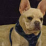 Papi is registered to the contest to win money with this photo: animal, bostonbull, bulldog, canine, chihuahua, dog, frenchbulldog, pet, pitbull, puppy, snout, terrier, whitedog