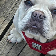Papi joined the competition — help win amazing prizes! animal, boxer, bulldog, canine, dog, frenchbulldog, pet, pitbull, puppy, rat, rodent, whitedog