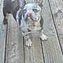 dog, puppy, french_bulldog, heterochromia, blue_eye, brown_eye, spotted, pink_nose, wooden_deck, outdoor, pet, canine, small_dog, fur, ears, animal, looking_up, cute, domestic_animal, standing