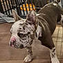 Izzy is registered to the contest to win money with this photo: puppy, dog, spotted_dog, cage, floor, indoor, pet, animal, curious, brown, white, ears, nose, wooden_floor, fence, multiple_dogs, young_dog, domestic_animal, standing, closeup