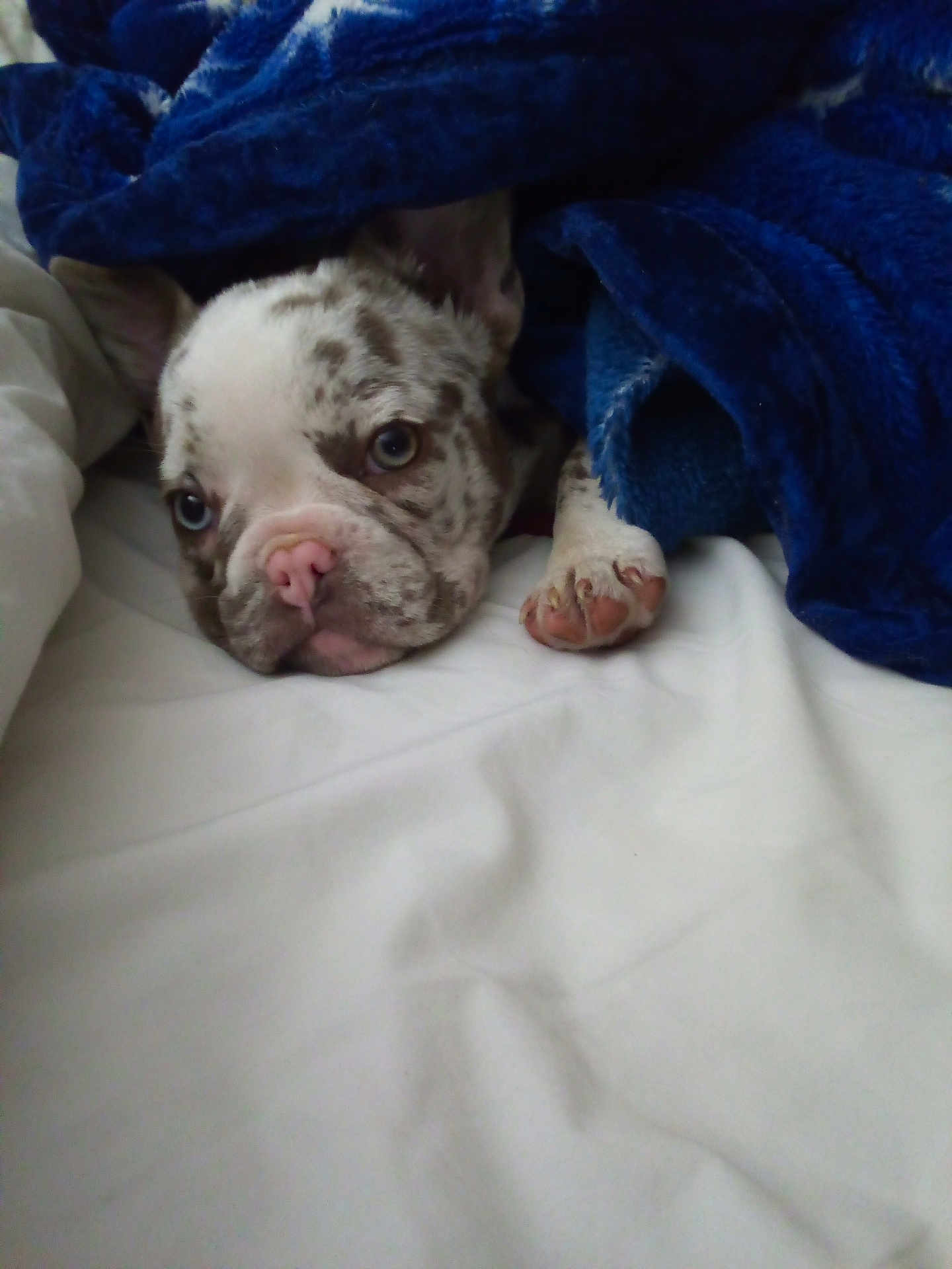 Izzy joined the competition — help win amazing prizes! puppy, dog, blanket, bed, blue, white, resting, cute, sleepy, fur, paw, nose, indoor, pet, animal, cozy, soft, comfort, closeup, lying_down