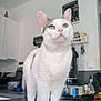 Mickey participe au concours pour gagner de l'argent avec cette photo : cat, white_cat, gray_patches, kitchen, counter, pet, domestic_animal, curious, standing, indoor, household_items, appliance, cupboard, food_container, utensils, wall, tabletop, home, feline, animal