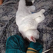 Mickey a rejoint le concours — aidez-le/la à gagner de superbes lots ! cat, white_cat, yarn, knitting_needles, blanket, fluffy, relaxed, sleeping_cat, cozy, indoor, pet, feline, knitting, craft, soft_texture, resting, domestic_animal, wool, needlework, comfort