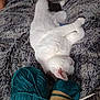 cat, white_cat, yarn, knitting_needles, blanket, fluffy, relaxed, sleeping_cat, cozy, indoor, pet, feline, knitting, craft, soft_texture, resting, domestic_animal, wool, needlework, comfort