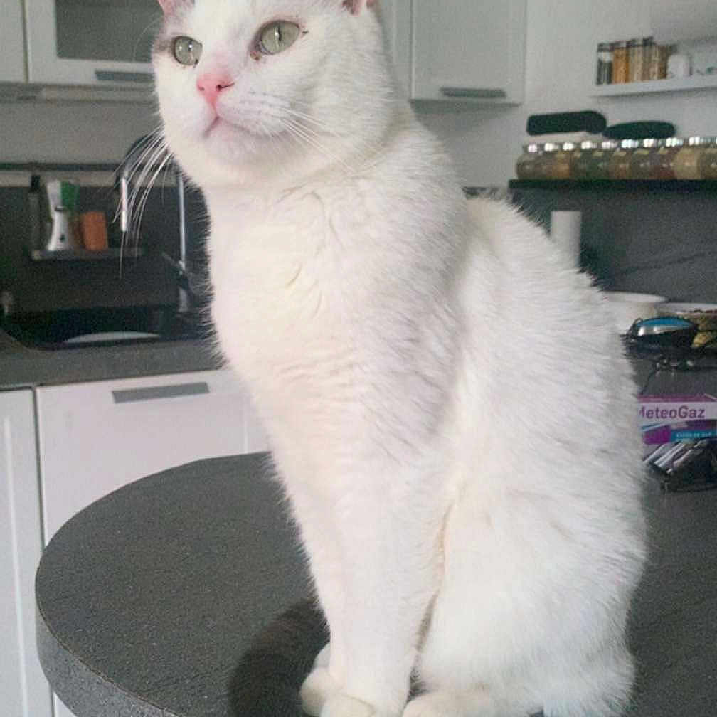 Mickey a rejoint le concours — aidez-le/la à gagner de superbes lots ! animal, calm, cat, countertop, cute, domestic_cat, ears, feline, fur, gray_markings, household, indoor, kitchen, looking_away, paws, pet, sitting, table, whiskers, white_cat