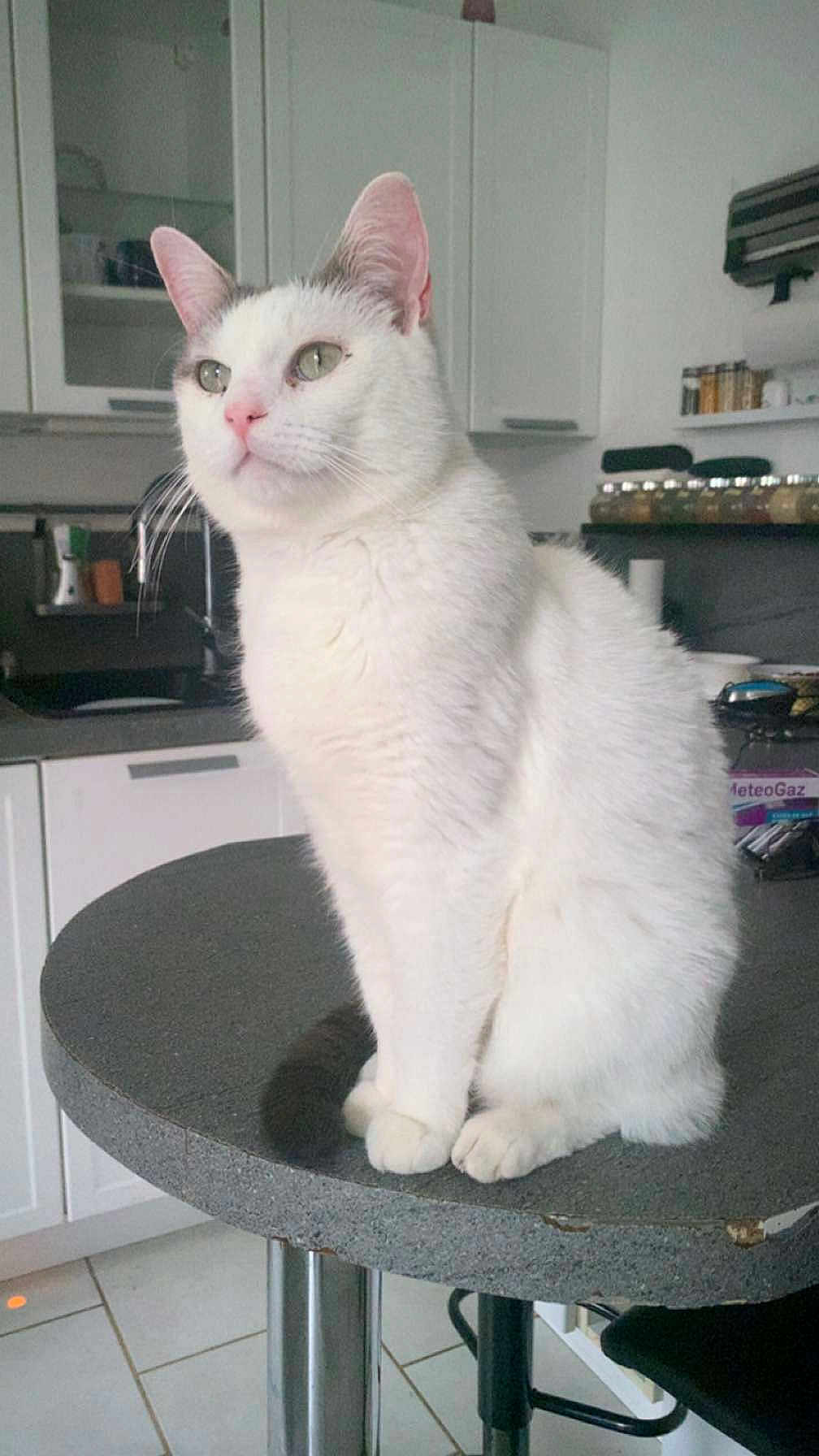 Mickey a rejoint le concours — aidez-le/la à gagner de superbes lots ! cat, white_cat, animal, pet, kitchen, table, feline, domestic_cat, sitting, fur, whiskers, ears, paws, indoor, household, countertop, gray_markings, looking_away, calm, cute