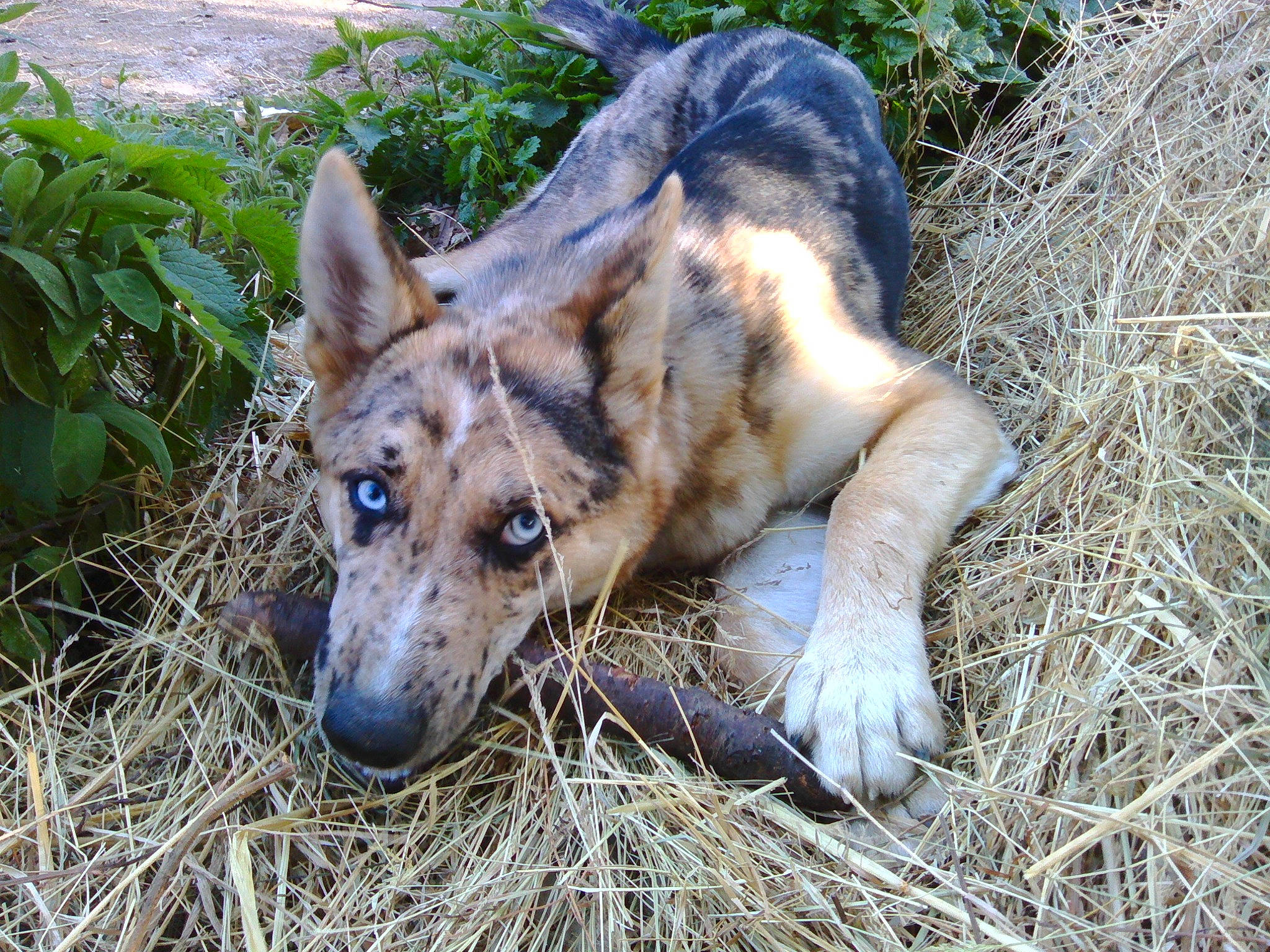 Orkan