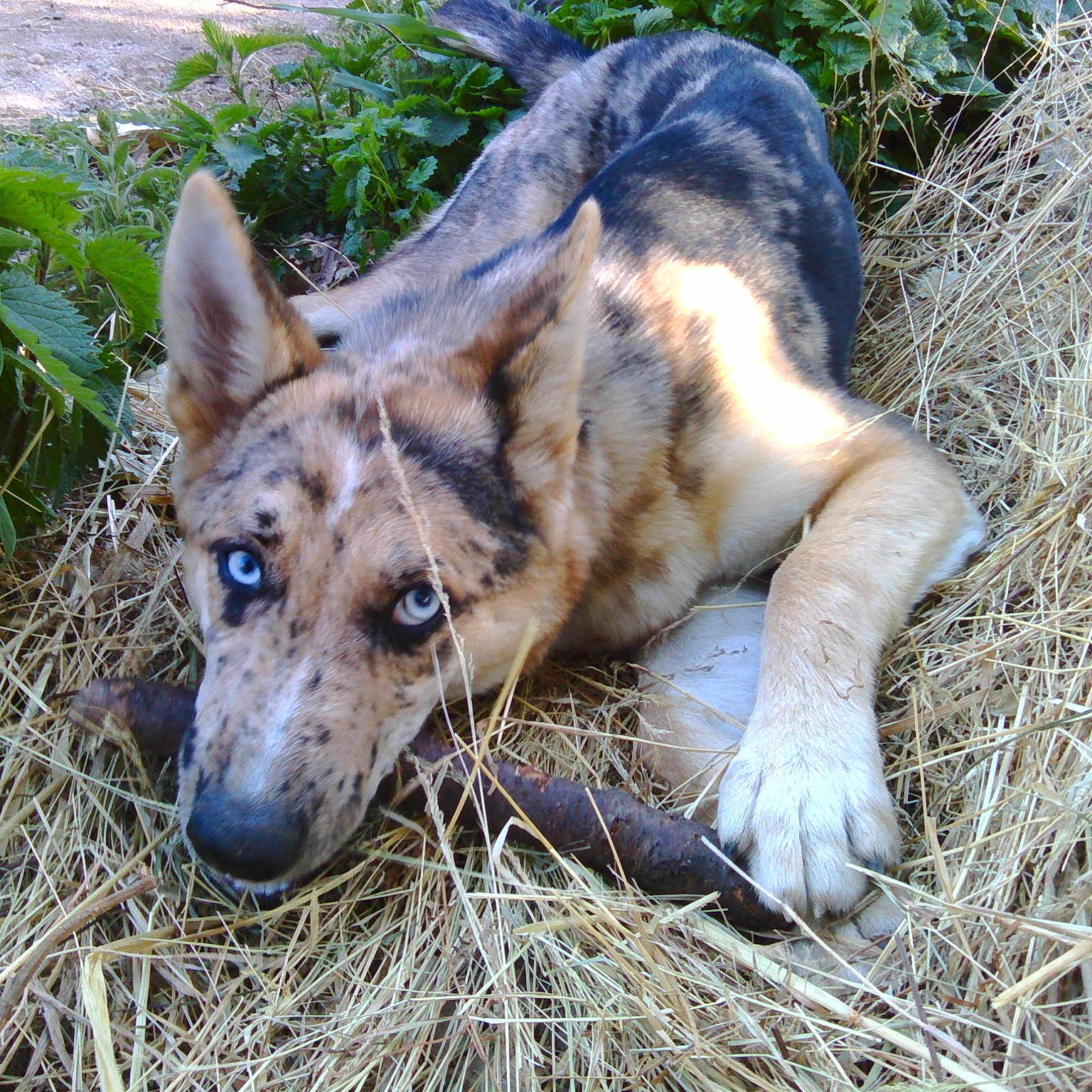 Orkan
