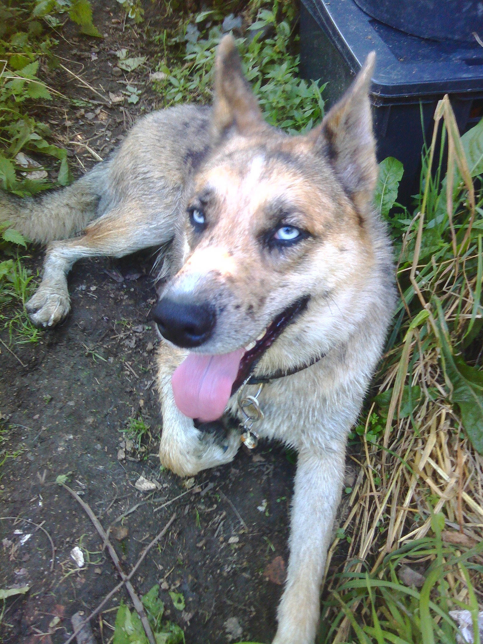 Orkan participe au concours pour gagner de l'argent avec cette photo : canidae, canis, carnivore, collar, companion_dog, dog, dog_breed, fang, fawn, fur, german_shepherd_dog, grass, plant, sporting_group, sulimov_dog, terrestrial_animal, whiskers, wolf, working_animal, working_dog