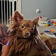 Millie is registered to the contest to win money with this photo: dog, small_dog, brown_dog, long_fur, fluffy, pet, indoor, toy, dog_toys, pet_basket, carpet, blanket, sofa, baby_gate, wall_outlet, closeup, portrait, ears_up, looking_at_camera, cute