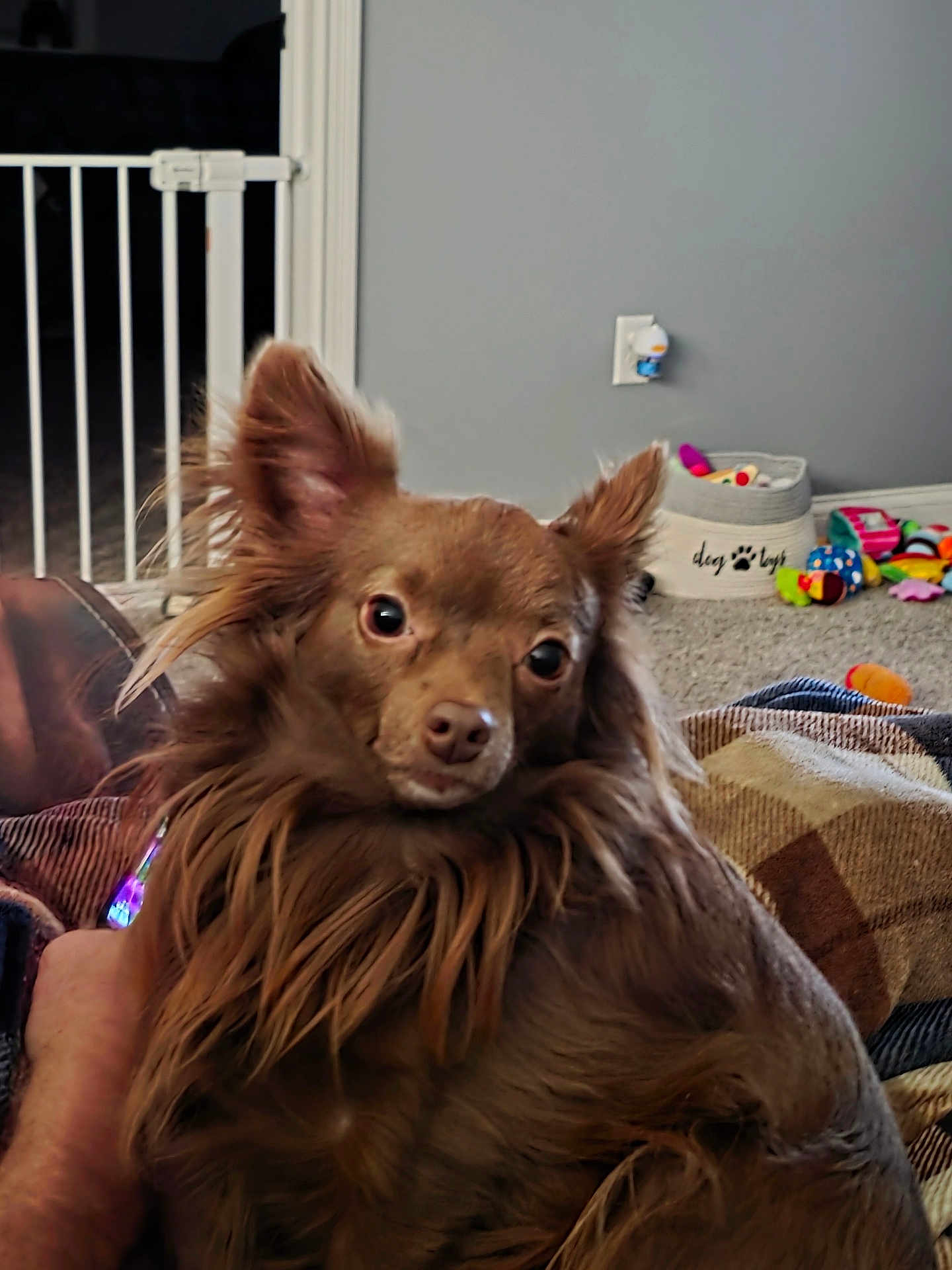 Millie is registered to the contest to win money with this photo: dog, small_dog, brown_dog, long_fur, fluffy, pet, indoor, toy, dog_toys, pet_basket, carpet, blanket, sofa, baby_gate, wall_outlet, closeup, portrait, ears_up, looking_at_camera, cute