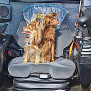 Brownie is registered to the contest to win money with this photo: alert, cabin, companion, control, dog, fur, greenery, happy, interior, joystick, pet, plastic_wrap, seat, seat_cover, small_dog, sunlight, tongue_out, two_animals, vehicle, window