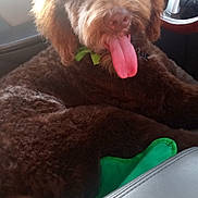 Maui is registered to the contest to win money with this photo: animal, brown_fur, car_interior, companion, cute, daytime, dog, fluffy, green_bow_tie, happy, pet, relaxed, seat, seat_leather, steering_wheel, sunlight, tongue, tongue_out, vehicle, window