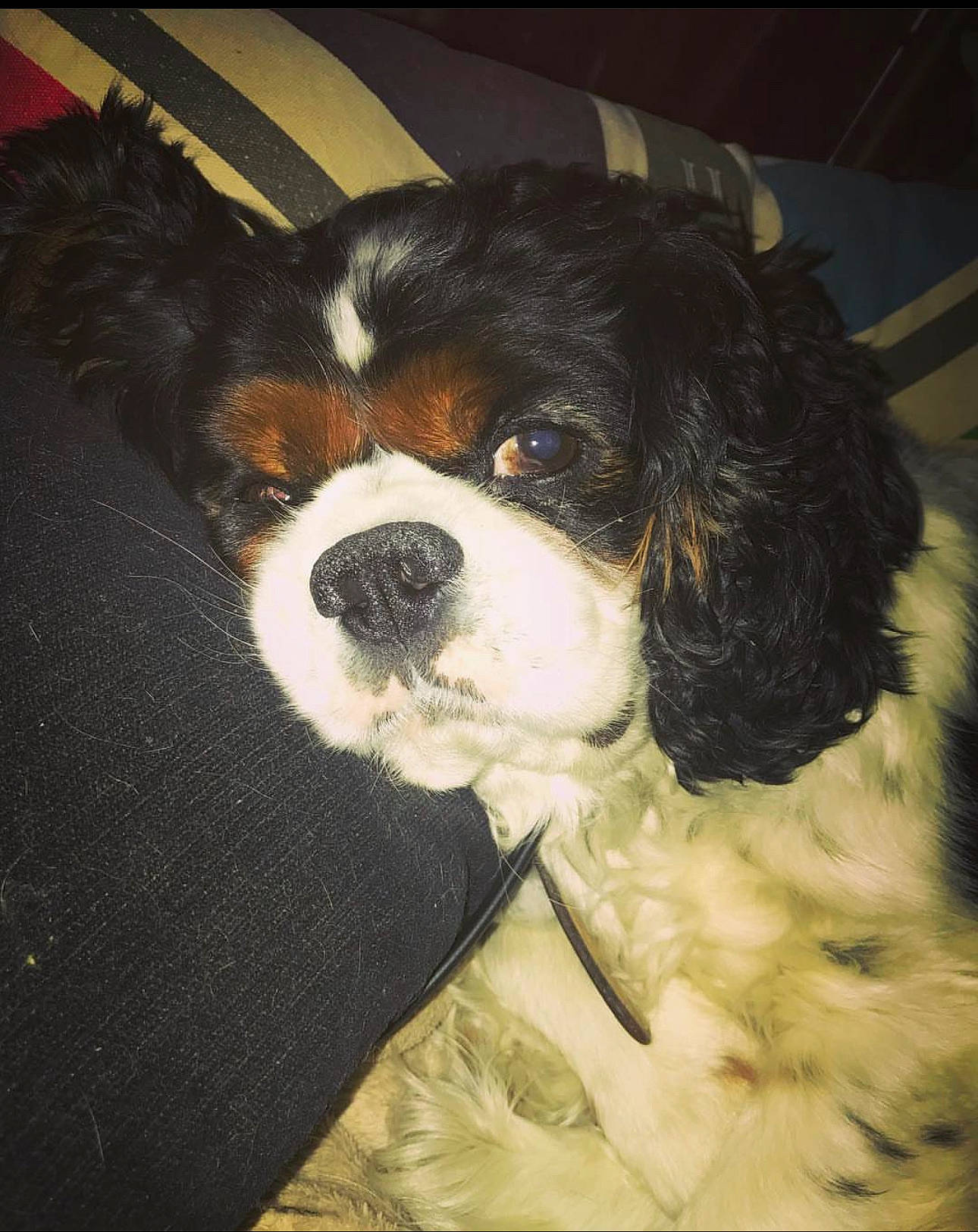 Fanja participe au concours pour gagner de l'argent avec cette photo : beaglier, bored, canidae, carnivore, cavalier_king_charles_spaniel, companion_dog, dog, dog_breed, fur, gun_dog, king_charles_spaniel, non_sporting_group, snout, spaniel, sporting_group, terrestrial_animal, toy_dog, whiskers, working_animal, working_dog