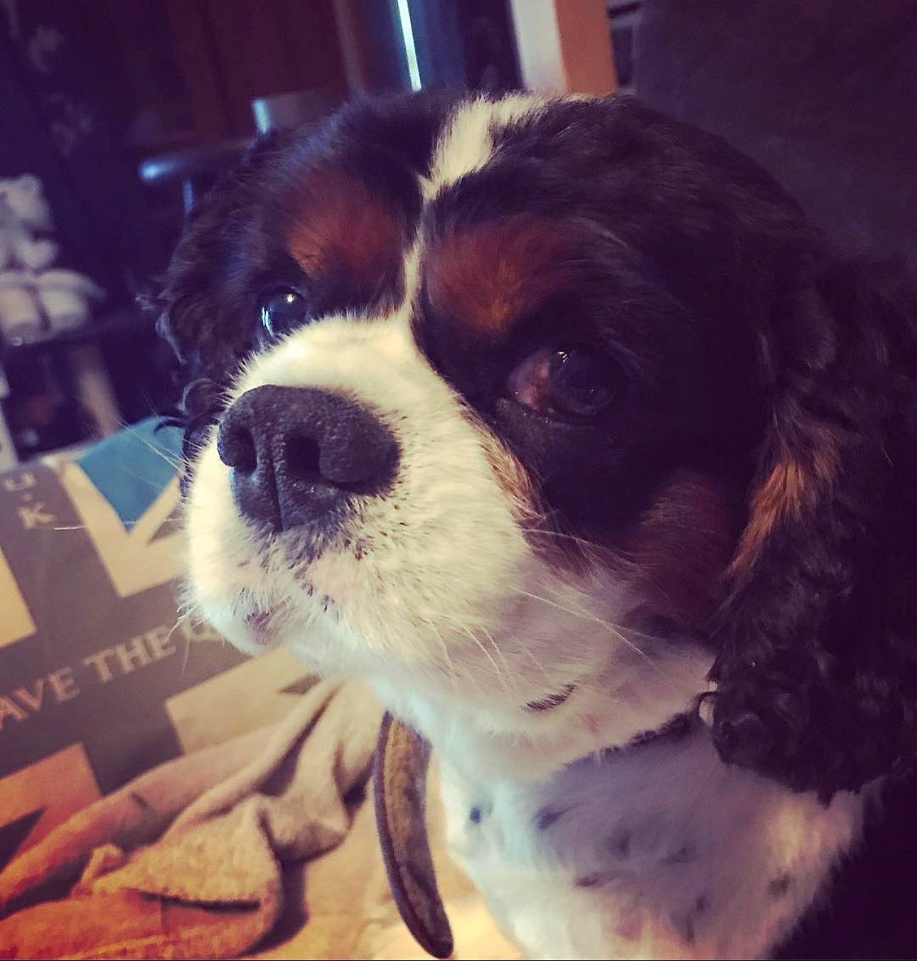 Fanja participe au concours pour gagner de l'argent avec cette photo : canidae, carnivore, cavalier_king_charles_spaniel, cloud, companion_dog, dog, dog_breed, door, fur, king_charles_spaniel, liver, non_sporting_group, puppy, puppy_love, sporting_group, square, terrestrial_animal, toy_dog, whiskers, working_animal