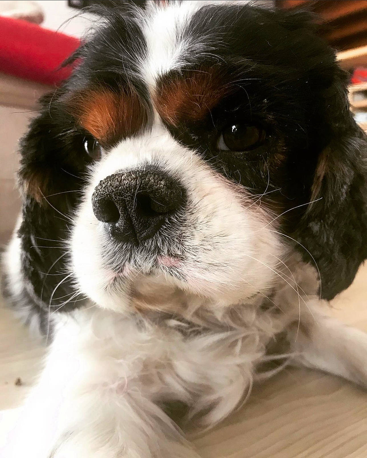 Fanja a rejoint le concours — aidez-le/la à gagner de superbes lots ! bored, canidae, carnivore, cavalier_king_charles_spaniel, companion_dog, dog, dog_breed, fur, gun_dog, king_charles_spaniel, liver, non_sporting_group, puppy, snout, spaniel, sporting_group, toy_dog, whiskers, working_animal, working_dog