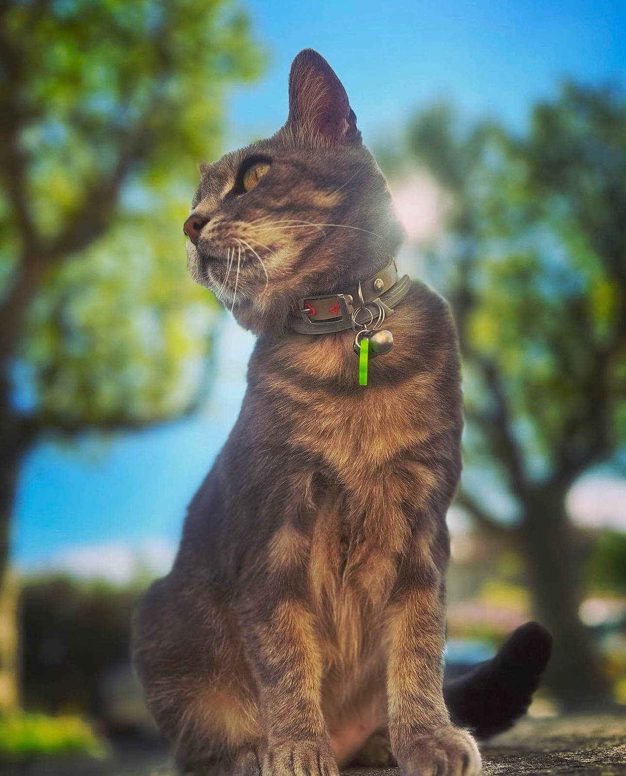 Choupette participe au concours pour gagner de l'argent avec cette photo : carnivore, cat, domestic_short_haired_cat, fawn, felidae, fur, grass, paw, plant, sitting, sky, small_to_medium_sized_cats, snout, tail, terrestrial_animal, tree, whiskers, wildlife, wood