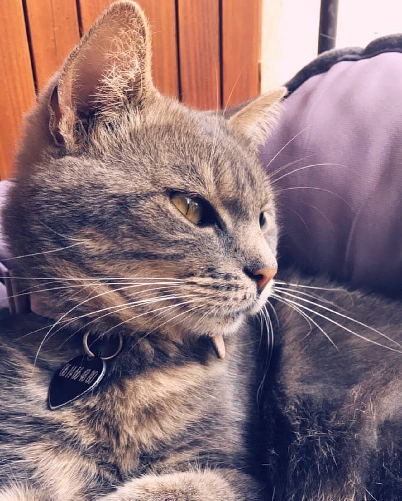 Choupette a rejoint le concours — aidez-le/la à gagner de superbes lots ! carnivore, cat, claw, comfort, domestic_short_haired_cat, eye, felidae, fur, grass, paw, sky, small_to_medium_sized_cats, snout, tail, tree, whiskers, wildlife, window