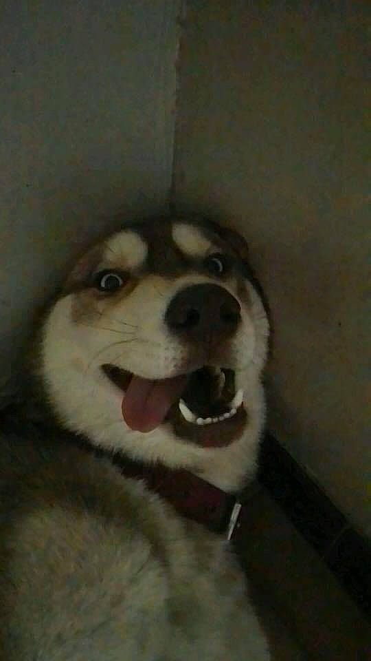 Ghost a rejoint le concours — aidez-le/la à gagner de superbes lots ! canidae, carnivore, companion_dog, dog, dog_breed, ear, fur, jaw, non_sporting_group, siberian_husky, sled_dog, snout, sporting_group, terrestrial_animal, whiskers, working_animal, working_dog