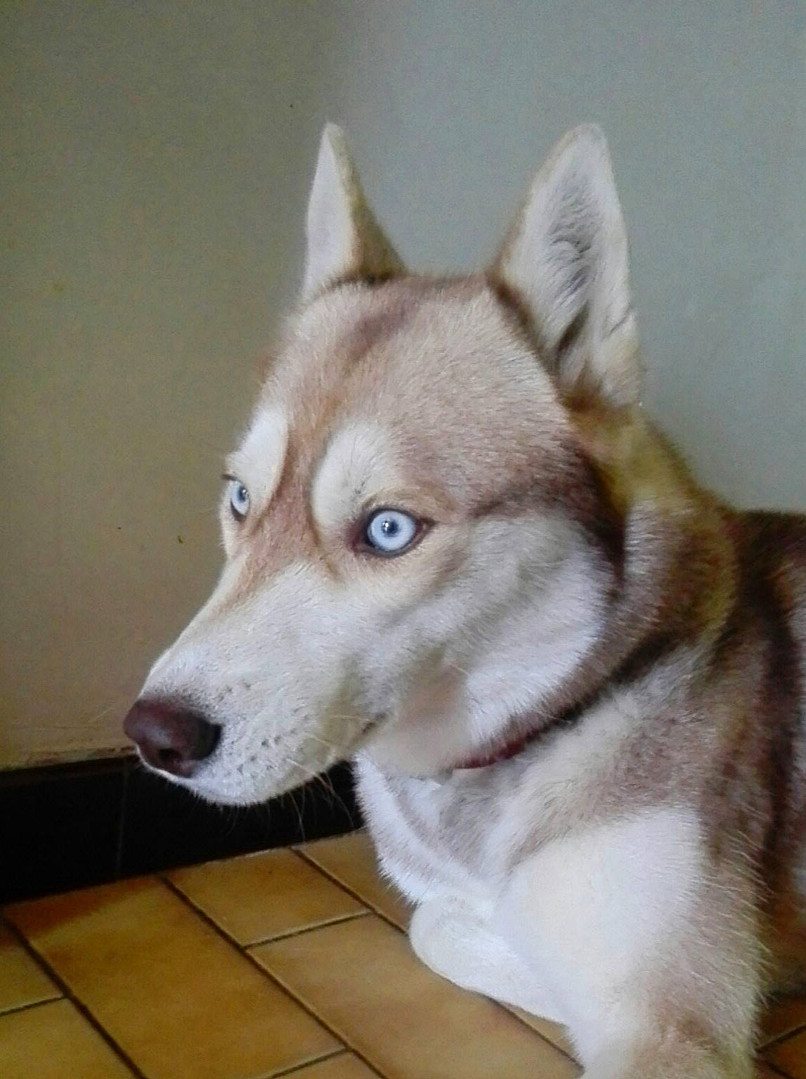 Ghost a rejoint le concours — aidez-le/la à gagner de superbes lots ! ancient_dog_breeds, canidae, canis, carnivore, companion_dog, dog, dog_breed, fawn, fur, non_sporting_group, siberian_husky, sled_dog, snout, sporting_group, tail, terrestrial_animal, whiskers, wood, working_animal, working_dog