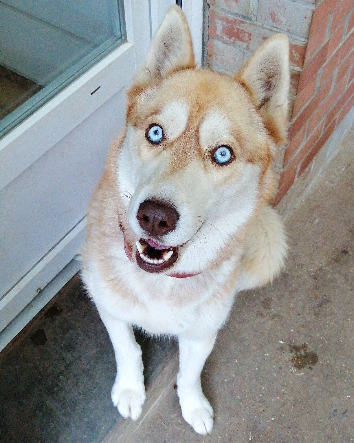 Ghost participe au concours pour gagner de l'argent avec cette photo : canidae, carnivore, collar, companion_dog, dog, dog_breed, dog_collar, door, fawn, fur, paw, pet_supply, snout, sporting_group, tail, terrestrial_animal, whiskers, window, working_animal, working_dog
