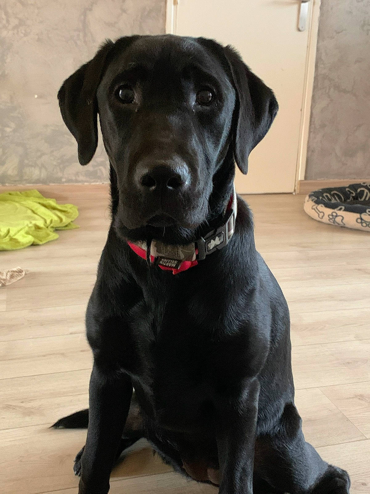 Molly participe au concours pour gagner de l'argent avec cette photo : borador, canidae, carnivore, collar, companion_dog, dog, dog_breed, dog_collar, fawn, gun_dog, hunting_dog, liver, pet_supply, snout, sporting_group, whiskers, working_animal