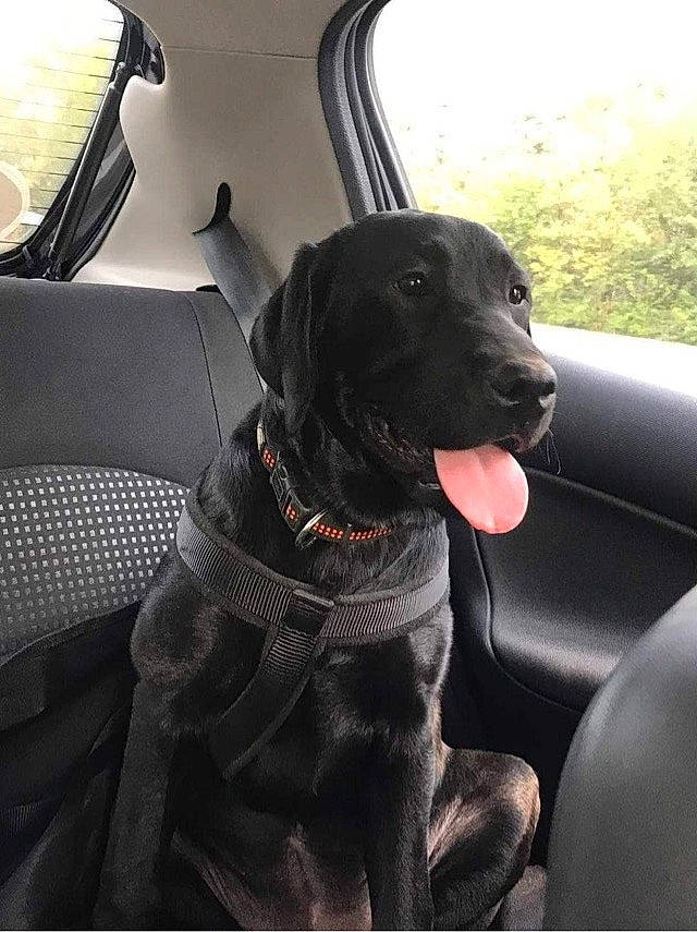 Molly participe au concours pour gagner de l'argent avec cette photo : auto_part, automotive_design, automotive_exterior, car, car_seat, car_seat_cover, carnivore, collar, companion_dog, dog, dog_breed, dog_collar, gun_dog, head_restraint, motor_vehicle, snout, tints_and_shades, tree, vehicle, vehicle_door