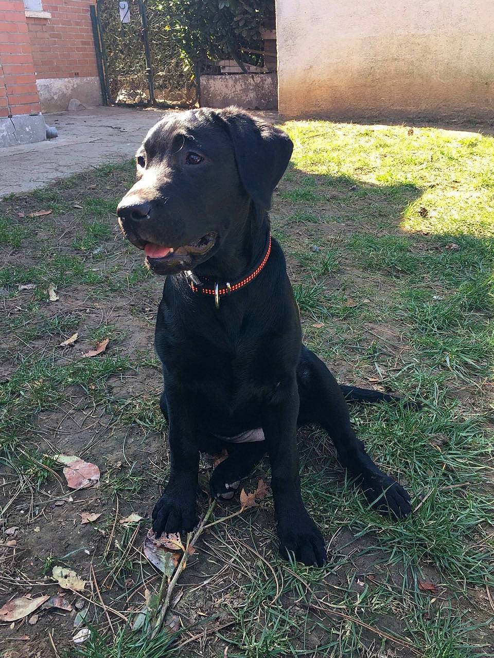 Molly a rejoint le concours — aidez-le/la à gagner de superbes lots ! borador, carnivore, collar, companion_dog, dog, dog_breed, dog_collar, door, grass, gun_dog, leash, liver, pet_supply, plant, retriever, snout, sporting_group, tail, whiskers, working_animal