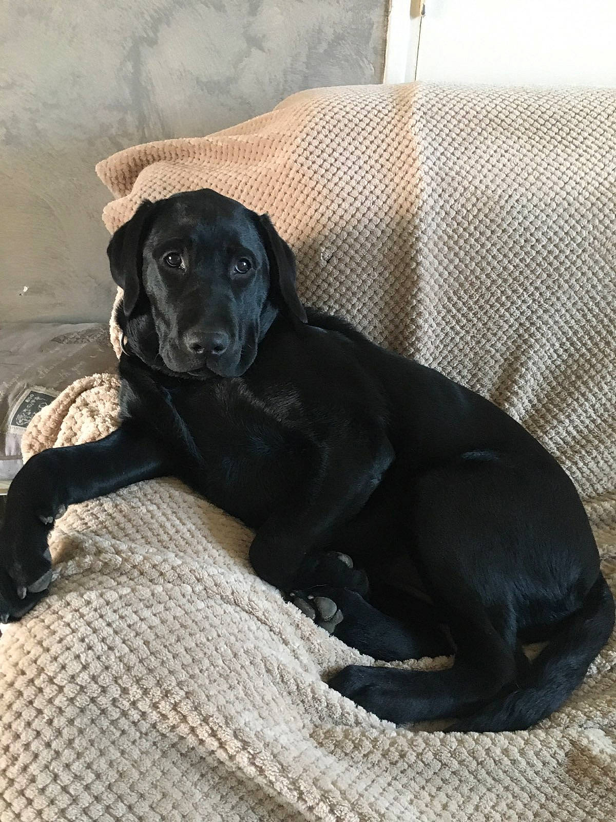 Molly a rejoint le concours — aidez-le/la à gagner de superbes lots ! borador, canidae, carnivore, comfort, companion_dog, dog, dog_breed, fawn, fur, grey, guard_dog, gun_dog, labrador_retriever, retriever, sitting, snout, sporting_group, terrestrial_animal, tints_and_shades, working_animal