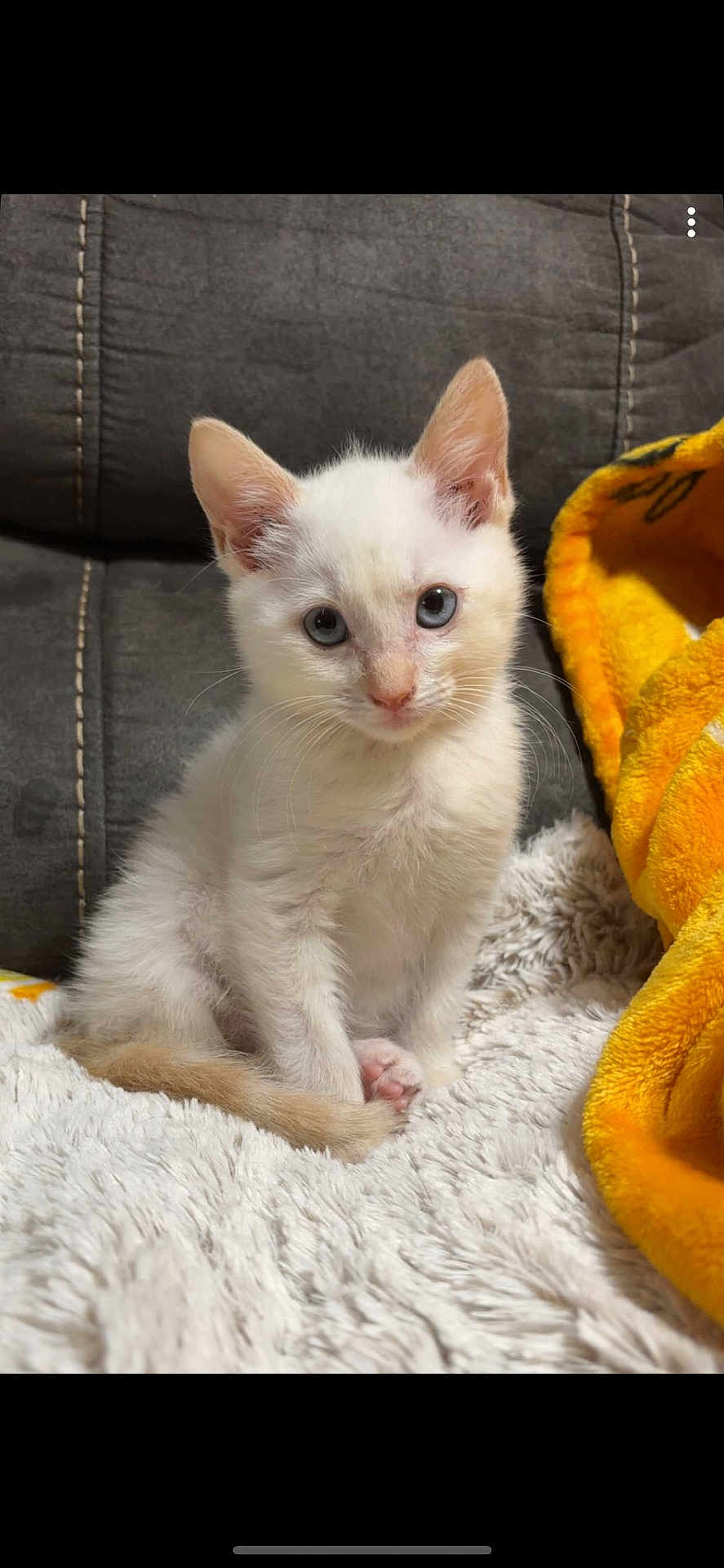 Trooper is registered to the contest to win money with this photo: kitten, cat, white_cat, blue_eyes, pet, cute, furry, sitting, blanket, cozy, soft_texture, indoor, animal, young, fur, domestic_animal, small, curious, resting, closeup