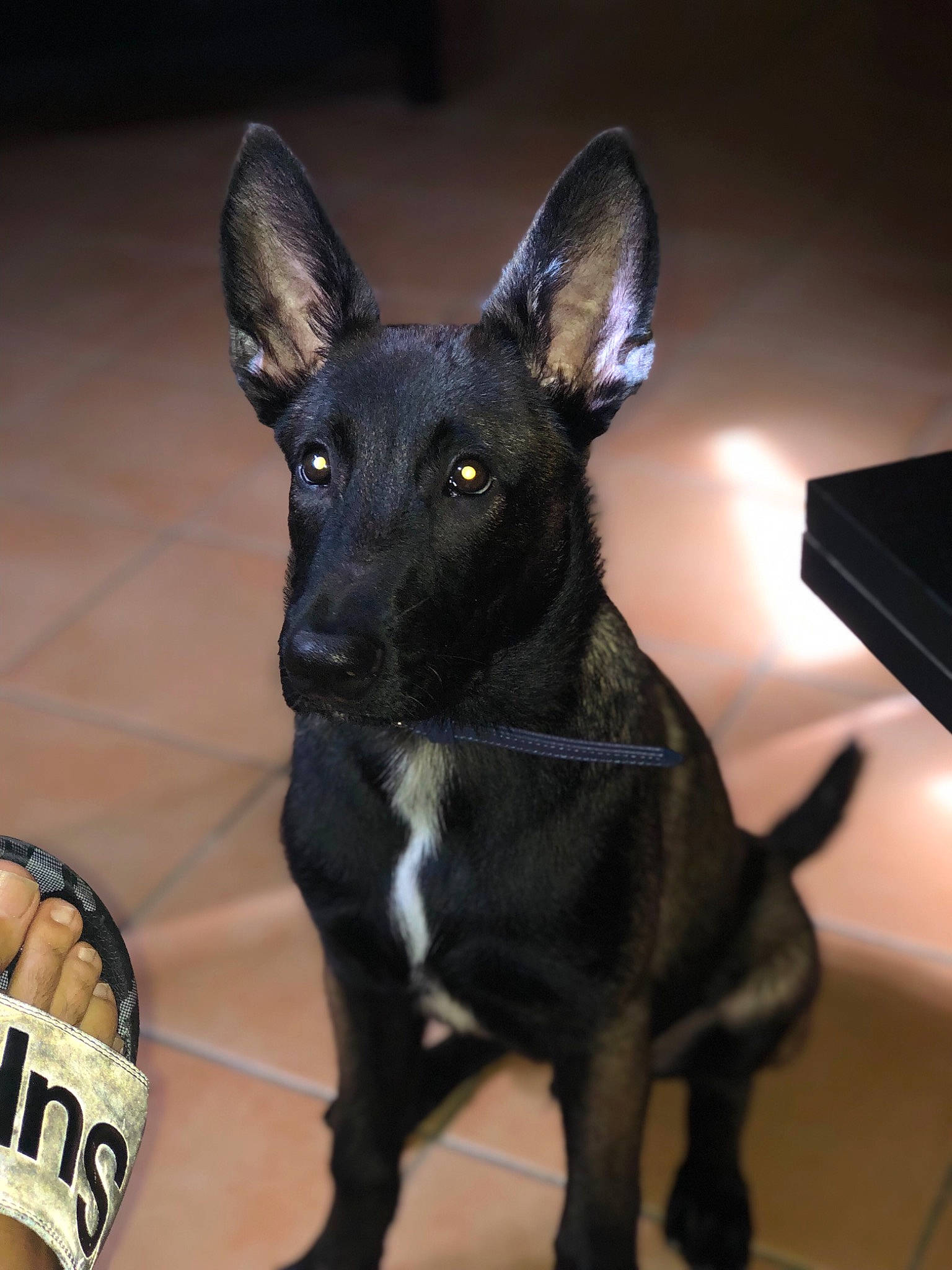 Alfa a rejoint le concours — aidez-le/la à gagner de superbes lots ! australian_kelpie, canidae, carnivore, dog, dog_breed, formosan_mountain_dog, mammal, rare_breed_dog, snout, sporting_group, vertebrate