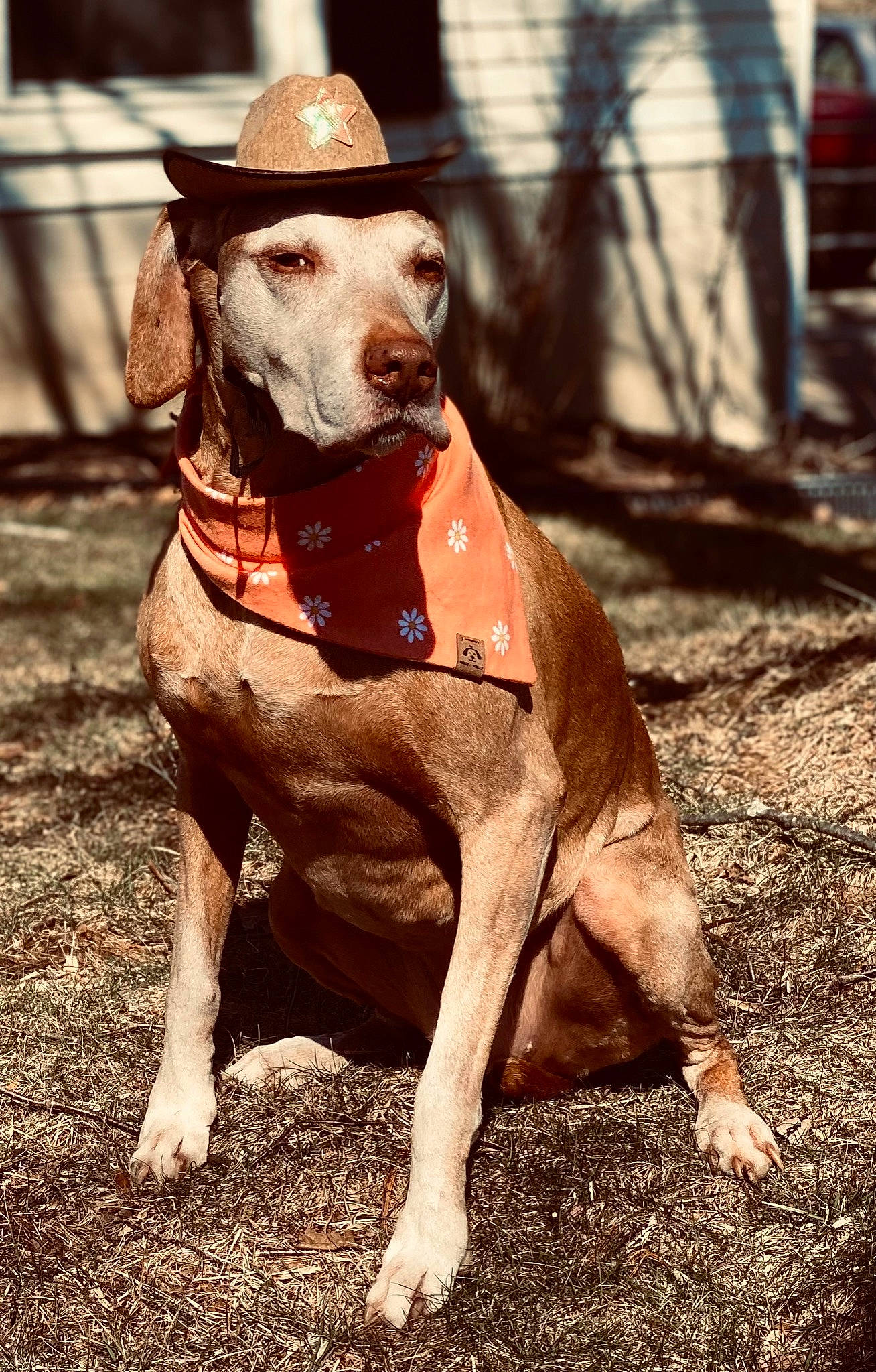Fancy is registered to the contest to win money with this photo: carnivore, collar, companion_dog, dog, dog_breed, dog_collar, dog_supply, fawn, fence, hat, hunting_dog, liver, non_sporting_group, pet_supply, snout, soil, sporting_group, wood, working_animal, working_dog