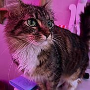 Mila Garcia is registered to the contest to win money with this photo: cat, tabby, green_eyes, fluffy, whiskers, indoor, close_up, pink_lighting, purple_lighting, feline, pet, animal, cute, domestic_cat, fur, white_paws, portrait, standing, soft_light, background_blur