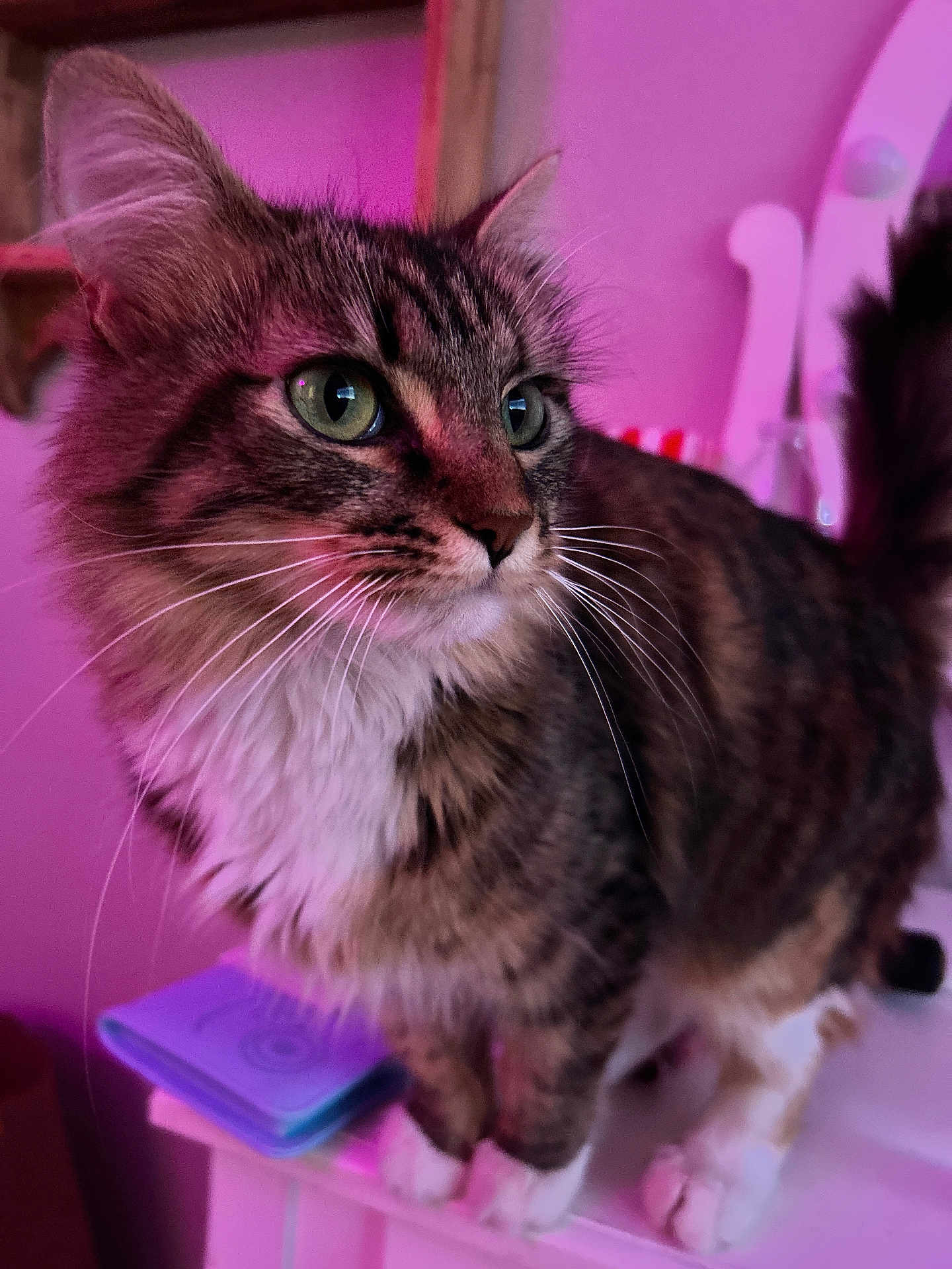 Mila Garcia is registered to the contest to win money with this photo: cat, tabby, green_eyes, fluffy, whiskers, indoor, close_up, pink_lighting, purple_lighting, feline, pet, animal, cute, domestic_cat, fur, white_paws, portrait, standing, soft_light, background_blur