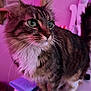 Mila Garcia is registered to the contest to win money with this photo: cat, tabby, green_eyes, fluffy, whiskers, indoor, close_up, pink_lighting, purple_lighting, feline, pet, animal, cute, domestic_cat, fur, white_paws, portrait, standing, soft_light, background_blur