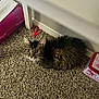 Mila Garcia is registered to the contest to win money with this photo: cat, tabby, carpet, scissors, pink_tin, fur, pet, indoor, animal, curious, loaf_position, floor, cozy, domestic, resting, feline, whiskers, ears, eyes, household