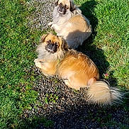 Ossia participe au concours pour gagner de l'argent avec cette photo : animal, brown_dog, companions, cute, daytime, dog, fluffy, grass, long_fur, nature, outdoor, path, pet, relaxing, resting, shadow, sunlight, sunny, tan_dog, two_dogs