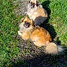 animal, brown_dog, companions, cute, daytime, dog, fluffy, grass, long_fur, nature, outdoor, path, pet, relaxing, resting, shadow, sunlight, sunny, tan_dog, two_dogs