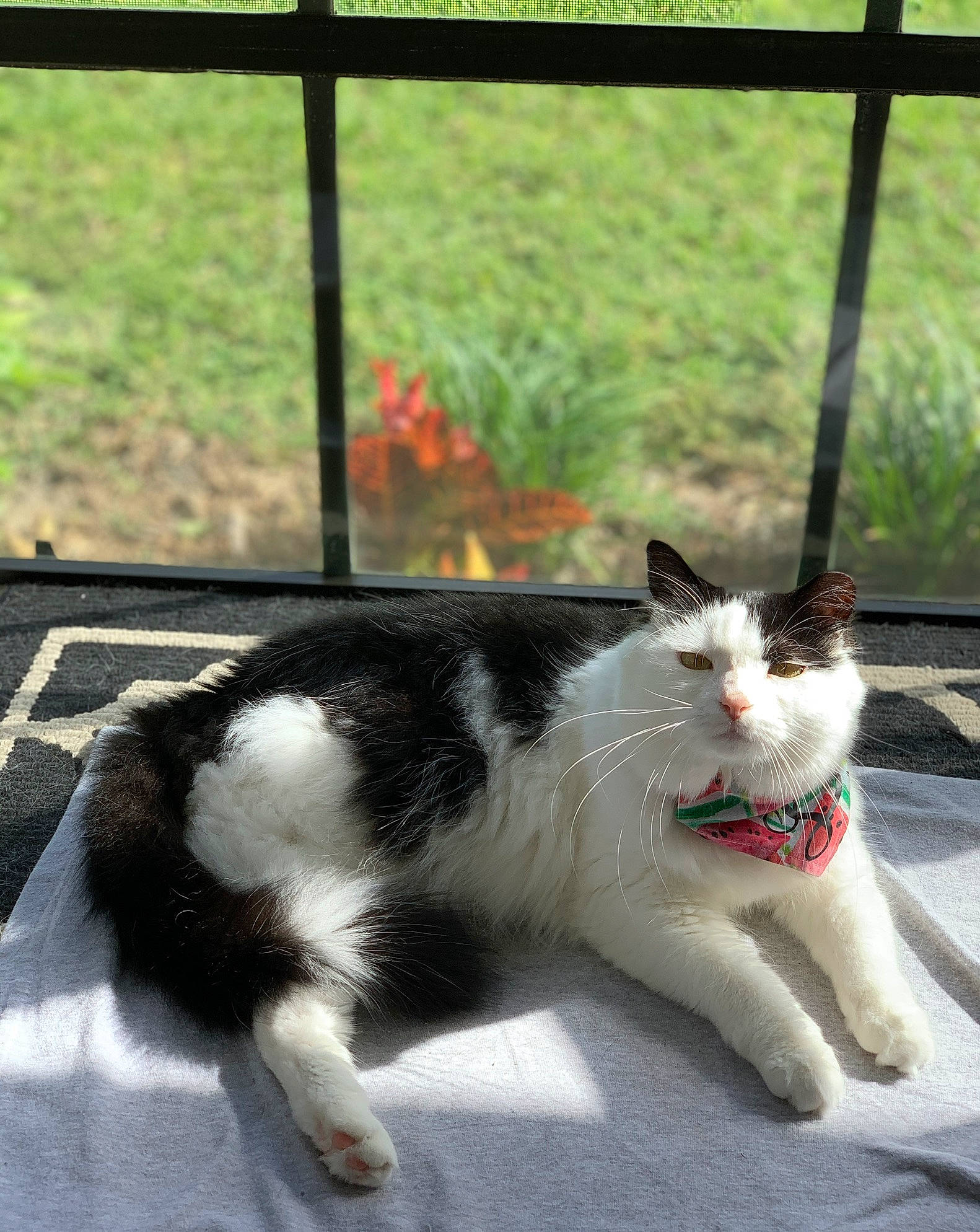 Lila is registered to the contest to win money with this photo: carnivore, cat, claw, collar, domestic_short_haired_cat, fang, felidae, foot, fur, grass, plant, shade, small_to_medium_sized_cats, snout, tail, terrestrial_animal, whiskers