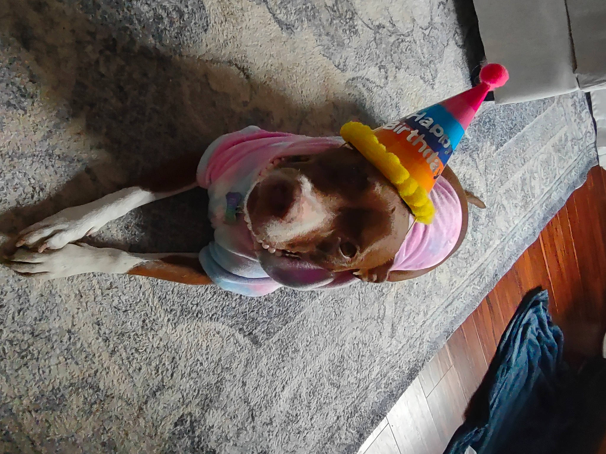 Ruby is registered to the contest to win money with this photo: backpack, bag, carnivore, companion_dog, cone, dog, dog_breed, eyewear, fawn, fun, hat, human_leg, leisure, luggage_and_bags, recreation, sporting_group, sunglasses, tail, toddler, tree