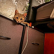 Fendi is registered to the contest to win money with this photo: cat, tabby_cat, furniture, drawer, indoor, pet, curious, bed, calendar, wall, fabric, handle, cord, playful, animal, cute, cozy, room, eyes, paw