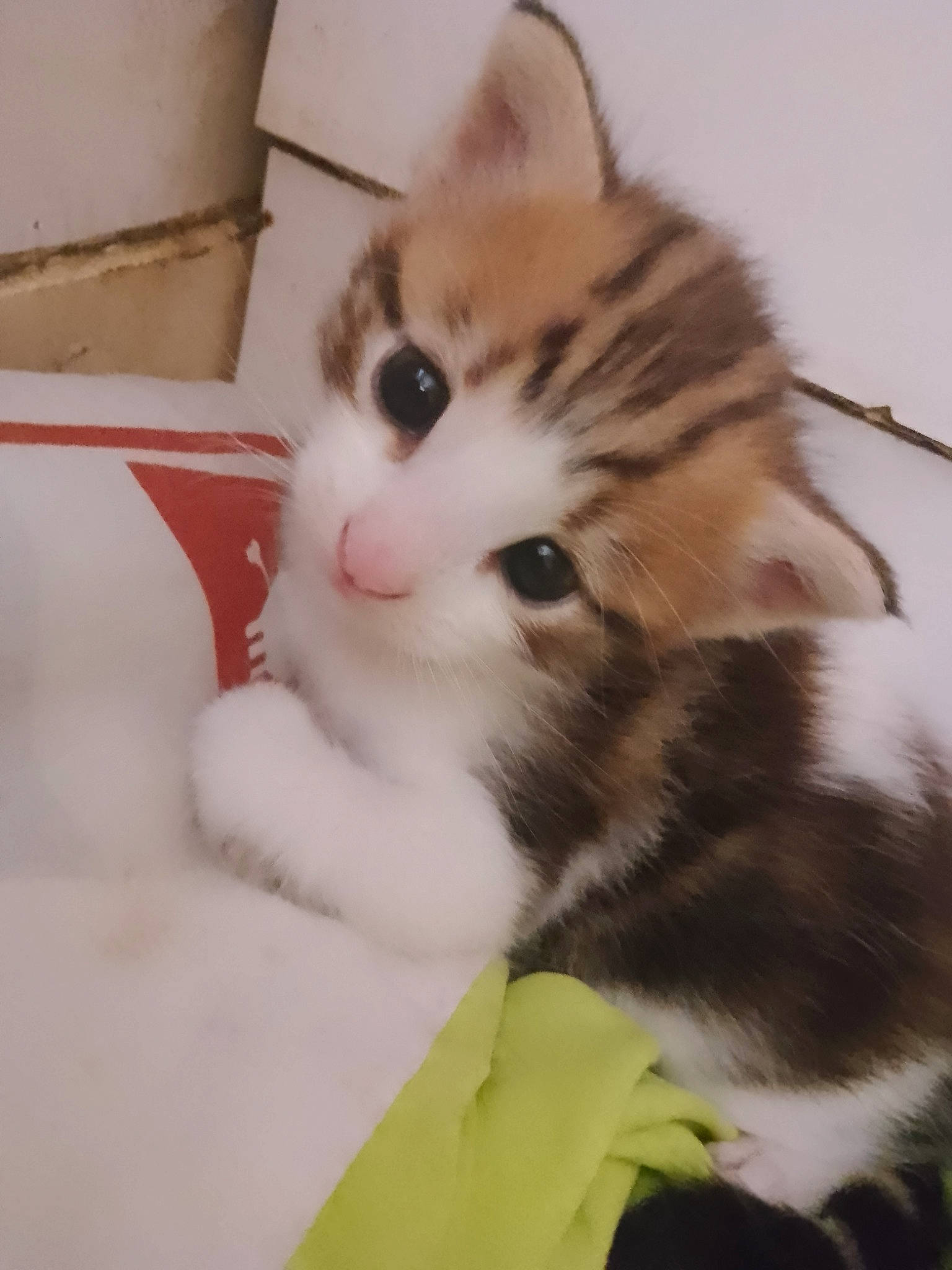 Eiko participe au concours pour gagner de l'argent avec cette photo : carnivore, cat, claw, comfort, couch, domestic_short_haired_cat, eye, fawn, felidae, foot, fur, head, iris, leg, paw, small_to_medium_sized_cats, snout, tail, terrestrial_animal, whiskers