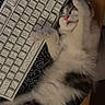 cat, kitten, animal, pet, sleeping, lying_down, fluffy, white_fur, gray_fur, pink_nose, whiskers, paws, belly, keyboard, computer, bed, indoor, cozy, relaxed, portrait