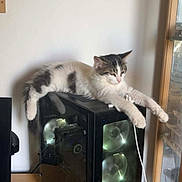 Goupix a rejoint le concours — aidez-le/la à gagner de superbes lots ! cat, kitten, white_and_gray, fur, animal, pet, lying_down, relaxed, sleepy, computer, gaming_pc, desktop, cooling_fans, electronics, tower_case, indoor, home_office, window, wooden_desk, funny_pose